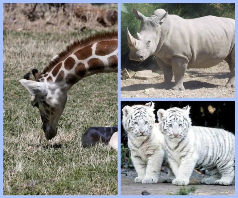 صور لحيوانات ستنقرض قبل أن يراها أحفادك .. لن تصدق!